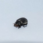 Unknown Dung beetle (Onthophagus sp.)