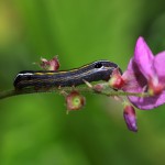 Unknown Owlet moth caterpillar
