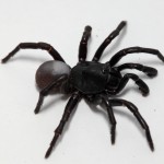 Unknown Trapdoor spider (Eumidea sp.)