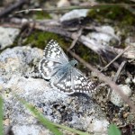 White checkered skipper (Pyrgus albescens)