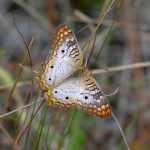 White peacock (Anartia jatrophae)