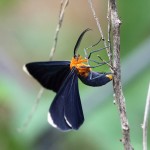White-tipped black moth (Melanchria chephise)