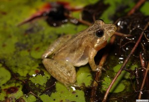 Acris gryllus dorsalis