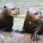Giant Otter Puppies