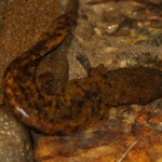 Hellbender in GA