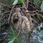PANAMA_sloth