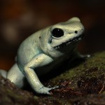 Phyllobates terribilis - Golden Poison Arrow Frog