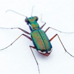 tiger beetle