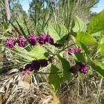 American beautyberry (Callicarpa americana)
