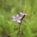 American bluehearts (Buchnera americana)