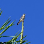 American kestral male (Falco sparverius)