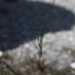 Arrowfeather threeawn (Aristida purpurascens)