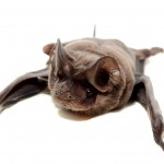 Florida bonneted bat (Eumops floridanus)