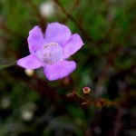Beach false foxglove (Agalinis fasciculata)