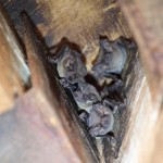 Brazilian free-tailed bats (Tadarida brasiliensis)