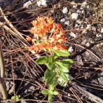 Butterflyweed (Asclepias tuberosa)
