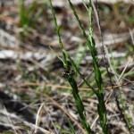 Clasping aster (Aster adnatus)