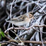 Clay-colored sparrow (Spizella pallida)