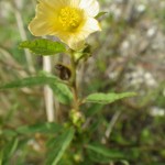 Common fanpetals (Sida acuta)