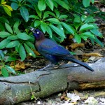 Common grackle male (Quiscalus quiscula)