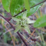 Corkystem passionflower (Passiflora suberosa)