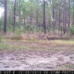 Coyote (Canis latrans)