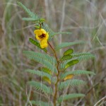 Deering partridge pea (Chamaecrista deeringiana)