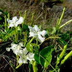 Devil's potato (Echites umbellatus)
