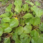 Dollarweed (Rhynchosia reniformis)