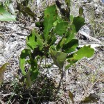 Dwarf live oak (Quercus minima)