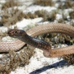 Eastern coachwhip (Masticophiois flagellum flagellum)