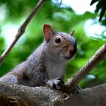 Eastern gray squirrel (Sciurus carolinensis)