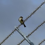 Eastern phoebe juvenile (Sayornis phoebe)