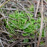 Eaton's spike-moss (Selaginella eatonii)