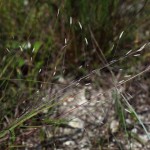 Elliot's love grass (Eragrostis elliottii)