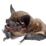 Evening bat (Nycticeius humeralis)