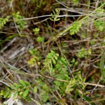Florida five-petalled leafflower (Phyllanthus pentaphyllus var. floridanus)
