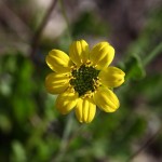 Florida green-eyes (Berlandiera subacaulis)