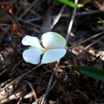 Florida hoarypea (Tephrosia florida)