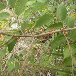 Florida trema (Trema micranthum)