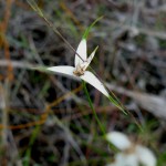 Florida whitetop (Rhynchospora floridensis)