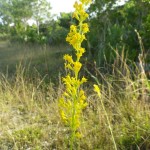 Giant goldenrod (Solidago gigantea)