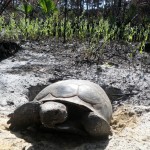 Gopher tortoise (Gopherus polyphemus)
