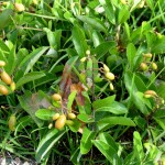 Gopher-apple (Licania michauxii)