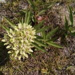 Green antelopehorn (Asclepias viridis)