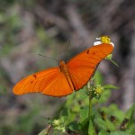 Julia heliconian (Dryas iulia)