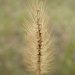 Knotroot foxtail (Setaria parviflora)