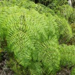 Lacy bracken fern (Pteridium aquilinum var. caudatum)