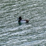 Lesser scaup male (Aythya affinis)