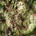 Liverwort (Marchantia sp.)